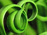 Spirale, Zielone, Liście