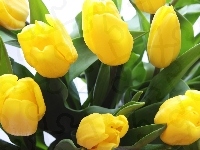 Zielone, Żółte, Tulipany, Listki