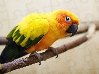 Zielono-Żółte, Pomarańczowa, Papuga, Skrzydła