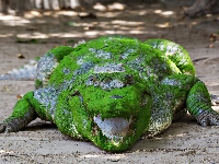 Zielony, Aligator