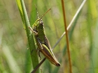 Konik, Zielony, Polny