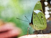 Zielony, Motyl