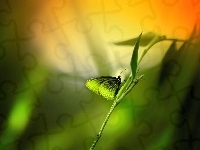 Motyl, Zielony, Roślina