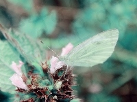 Motyl, Zielony, Roślina