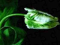 Tulipan, Zielony, Łodyżka