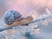 Ślimak, Szron, Gałązka, Zima, Grafika AI