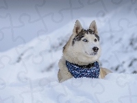 Zima, Siberian Husky, Chustka, Góry