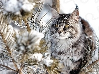 Zima, Gałęzie, Kot, Maine coon, Śnieg