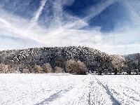 Drzewa, Zima, Śnieg