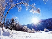 Drzewa, Zima, Słońce