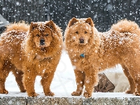 Psy, Zima, Dwa, Chow chow
