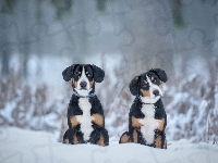 Entlebucher, Dwa, Psy, Zima