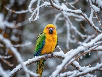 Śnieg, Ptak, Gałązki, AI, Papuga, Żółto-zielona, Zima