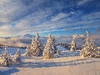 Góry, Zima, Drzewa
