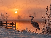 Zima, Czapla, Trzciny, Grafika AI, Szuwary, Jezioro, Zachód słońca