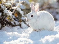 Biały, Zima, Królik, Rośliny, Śnieg