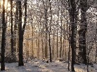 Las, Zima, Śnieg