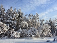 Las, Zima, Śnieg
