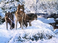 Zima, Rzeka, Obraz, Richard Luce, Wilki