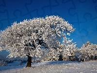 Śnieg, Zima, Drzewa
