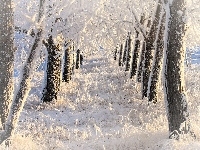 Śnieg, Zima, Drzewa