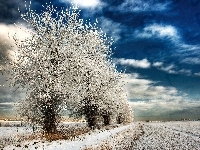 Zima, Drzewa, Śnieg, Pole