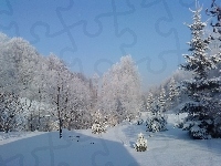 Śnieg, Zima, Las