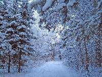 Śnieg, Zima, Las