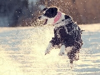 Zima, Pies, Śnieg, Skok