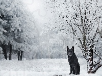 Zima, Pies, Czarny owczarek niemiecki, Drzewa