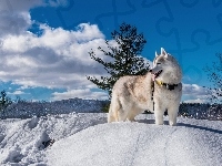 Zima, Siberian Husky, Pies, Krajobraz