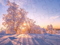 Ośnieżone, Śnieg, Drzewa, Zima, Promienie słońca