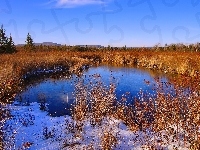 Zima, Staw
