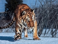 Śnieg, Tygrys, Zima, Krzaki