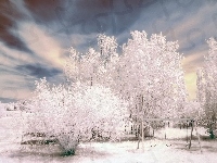 Zimowa, Śnieg, Drzewa, Aura