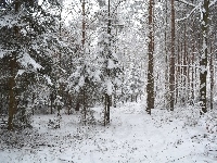 Las, Zimowy, Śnieg