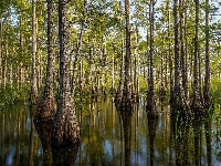 Stan Floryda, Stany Zjednoczone, Big Cypress National Preserve, Drzewa, Cyprysy, Rezerwat, Las, Mokradła