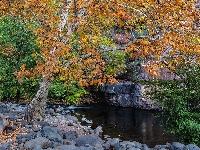 Rzeka, Drzewa, Jesień, Jawor, Grasshopper Point, Stan Arizona, Stany Zjednoczone, Kamienie, Sedona