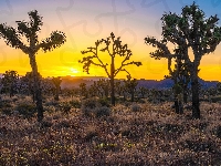 Drzewa Jozuego, Stany Zjednoczone, Wschód słońca, Trawa, Park Narodowy Joshua Tree, Kalifornia, Wzgórza