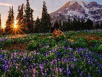 Kwiaty, Drzewa, Góra, Świerki, Łubin, Stan Waszyngton, Stany Zjednoczone, Łąka, Park Narodowy Mount Rainier