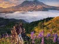 Stan Waszyngton, Stany Zjednoczone, Chmury, Wulkan, Mount St Helens, Mgła, Góry Kaskadowe, Łubin