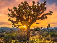 Kalifornia, Góry, Drzewa, Zachód słońca, Stany Zjednoczone, Park Narodowy Joshua Tree