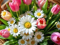 Kwiaty, Złocienie, Tulipany, Koszyk, Wiklinowy