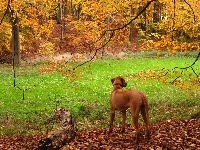 złota, Rhodesian ridgeback, jesień