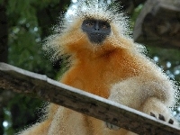 Złoty Langur, Małpa, Deska