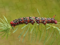 Zmrocznik wilczomleczek, Gąsienica