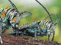 Chrząszcze, Owady, Kolorowe, Zographus regalis centralis