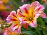 Różowo-żółta, Kwiat, Frezja, Zbliżenie