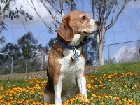 żółte, Beagle Harrier, kwiatki