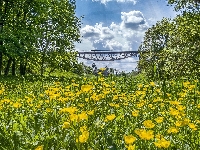 Łąka, Most, Ukraina, Żółte, Drzewa, Kaczeńce